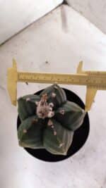 ASTROPHYTUM cv KIKKO "Variegata"  Nº 915 – vaso 15 - Imagem 6