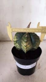 ASTROPHYTUM cv KIKKO "Variegata"  Nº 915 – vaso 15 - Imagem 5