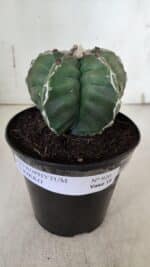 ASTROPHYTUM cv KIKKO  Nº 920 – vaso 15 - Imagem 2