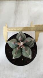 ASTROPHYTUM cv KIKKO  Nº 920 – vaso 15 - Imagem 5