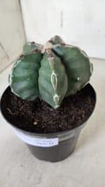 ASTROPHYTUM cv KIKKO  Nº 920 – vaso 15 - Imagem 11