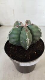 ASTROPHYTUM cv KIKKO  Nº 920 – vaso 15 - Imagem 10