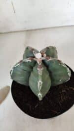 ASTROPHYTUM cv KIKKO  Nº 920 – vaso 15 - Imagem 9