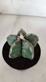 ASTROPHYTUM cv KIKKO  Nº 920 – vaso 15 - Imagem 7