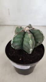 ASTROPHYTUM cv KIKKO  Nº 920 – vaso 15 - Imagem 6