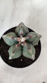 ASTROPHYTUM cv KIKKO  Nº 920 – vaso 15