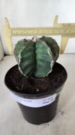 ASTROPHYTUM cv KIKKO  Nº 920 – vaso 15 - Imagem 4