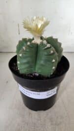 ASTROPHYTUM cv KIKKO  Nº 921 – vaso 15 - Imagem 2