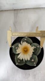 ASTROPHYTUM cv KIKKO  Nº 921 – vaso 15 - Imagem 5