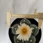 ASTROPHYTUM cv KIKKO  Nº 921 – vaso 15