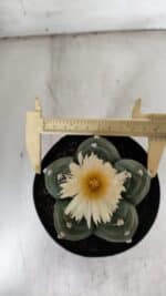 ASTROPHYTUM cv KIKKO  Nº 921 – vaso 15