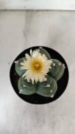 ASTROPHYTUM cv KIKKO  Nº 921 – vaso 15 - Imagem 3