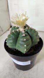 ASTROPHYTUM cv KIKKO  Nº 921 – vaso 15 - Imagem 11