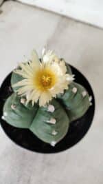 ASTROPHYTUM cv KIKKO  Nº 921 – vaso 15 - Imagem 6