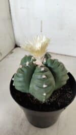 ASTROPHYTUM cv KIKKO  Nº 921 – vaso 15 - Imagem 10