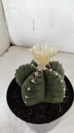 ASTROPHYTUM cv KIKKO  Nº 921 – vaso 15 - Imagem 9