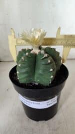 ASTROPHYTUM cv KIKKO  Nº 921 – vaso 15 - Imagem 4
