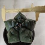 ASTROPHYTUM cv KIKKO  Nº 922 – vaso 15