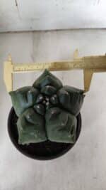 ASTROPHYTUM cv KIKKO  Nº 922 – vaso 15