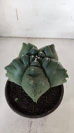 ASTROPHYTUM cv KIKKO  Nº 922 – vaso 15 - Imagem 11