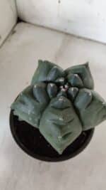 ASTROPHYTUM cv KIKKO  Nº 922 – vaso 15 - Imagem 6