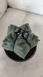 ASTROPHYTUM cv KIKKO  Nº 922 – vaso 15 - Imagem 10