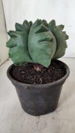 ASTROPHYTUM cv KIKKO  Nº 922 – vaso 15 - Imagem 9