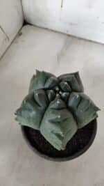 ASTROPHYTUM cv KIKKO  Nº 922 – vaso 15 - Imagem 3