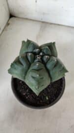 ASTROPHYTUM cv KIKKO  Nº 922 – vaso 15 - Imagem 8