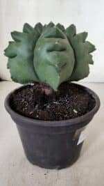 ASTROPHYTUM cv KIKKO  Nº 922 – vaso 15 - Imagem 7