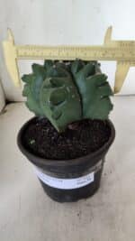 ASTROPHYTUM cv KIKKO  Nº 922 – vaso 15 - Imagem 4