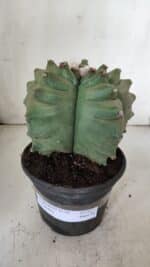 ASTROPHYTUM cv KIKKO  Nº 923 – vaso 15 - Imagem 2