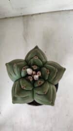 ASTROPHYTUM cv KIKKO  Nº 923 – vaso 15 - Imagem 6