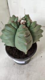 ASTROPHYTUM cv KIKKO  Nº 923 – vaso 15 - Imagem 9