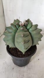 ASTROPHYTUM cv KIKKO  Nº 923 – vaso 15 - Imagem 8