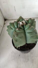 ASTROPHYTUM cv KIKKO  Nº 923 – vaso 15 - Imagem 5