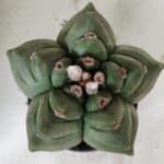 ASTROPHYTUM cv KIKKO  Nº 923 – vaso 15