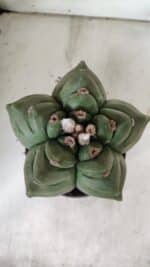 ASTROPHYTUM cv KIKKO  Nº 923 – vaso 15