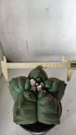 ASTROPHYTUM cv KIKKO  Nº 923 – vaso 15 - Imagem 4