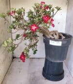 Planta MINI Nº 66 – 30cm – 10 anos