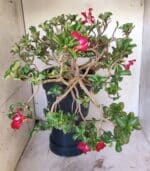 Planta MINI Nº 66 – 30cm – 10 anos - Imagem 13