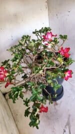 Planta MINI Nº 66 – 30cm – 10 anos - Imagem 9