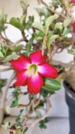 Planta MINI Nº 66 – 30cm – 10 anos - Imagem 3