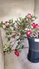 Planta MINI Nº 66 – 30cm – 10 anos - Imagem 12