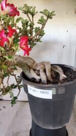 Planta MINI Nº 66 – 30cm – 10 anos - Imagem 4