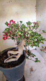 Planta MINI Nº 66 – 30cm – 10 anos - Imagem 5