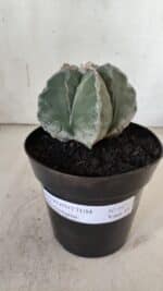 ASTROPHYTUM MYRIOSTIGMA  Nº 917 – vaso 15 - Imagem 2