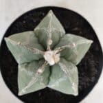 ASTROPHYTUM MYRIOSTIGMA  Nº 917 – vaso 15