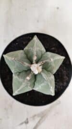 ASTROPHYTUM MYRIOSTIGMA  Nº 917 – vaso 15