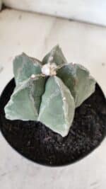 ASTROPHYTUM MYRIOSTIGMA  Nº 917 – vaso 15 - Imagem 6